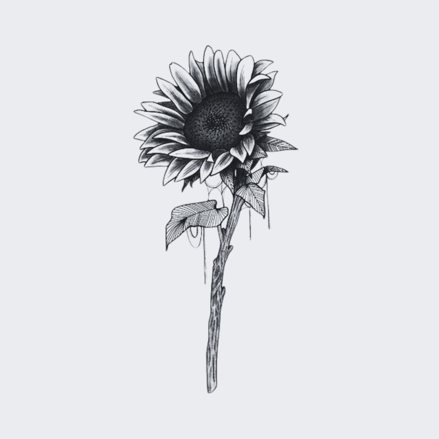 Sunflower Stem