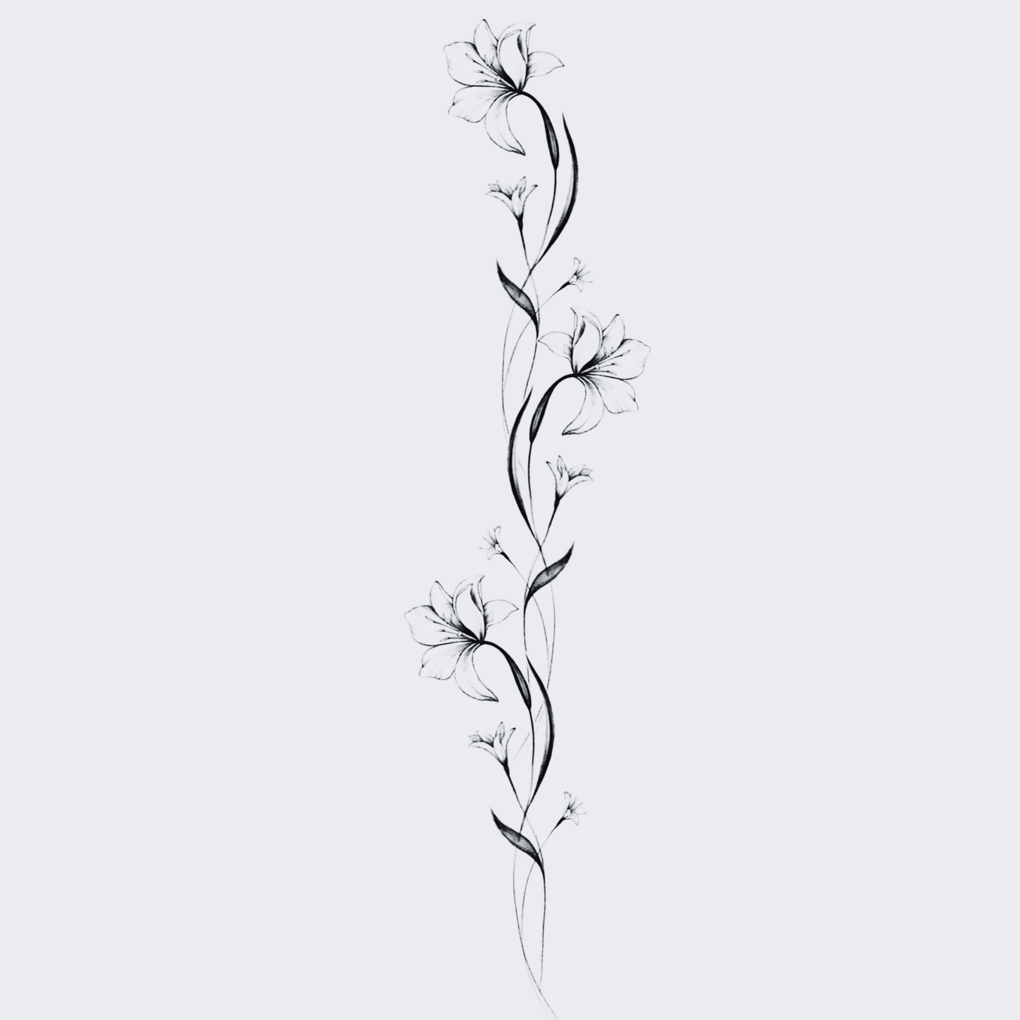 Lily Stem